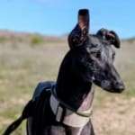 Hudson-Galgo