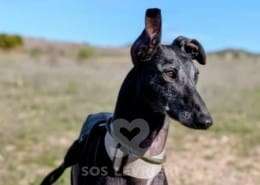 Hudson-Galgo