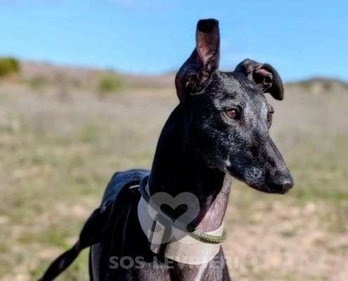 Hudson-Galgo_16 Hudson-Galgo