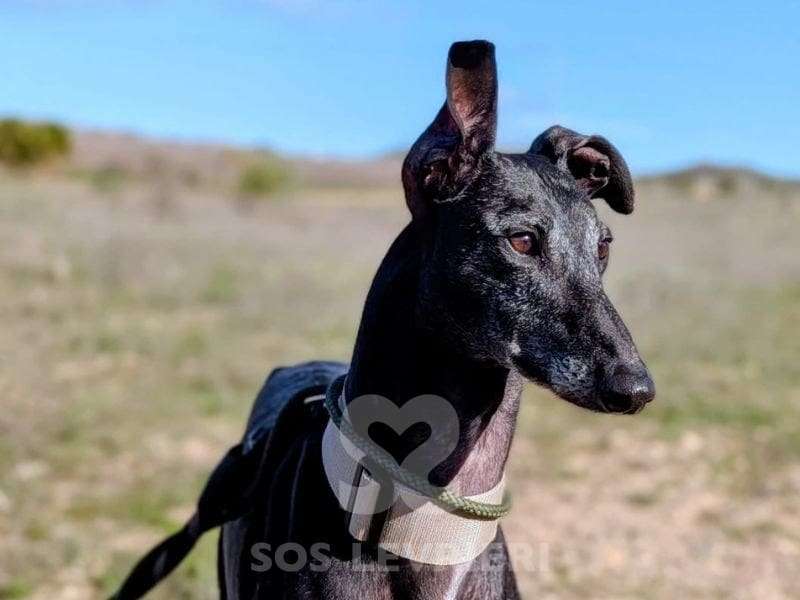 Hudson-Galgo_16 Hudson-Galgo