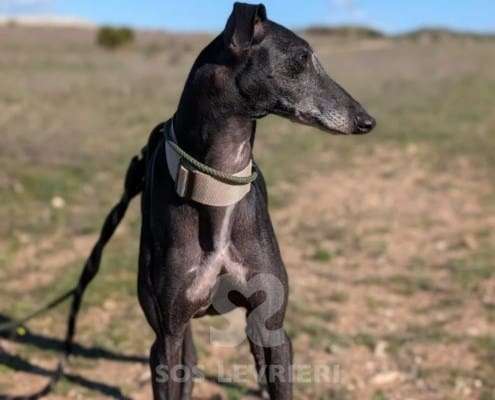 Hudson-Galgo_17 Hudson-Galgo