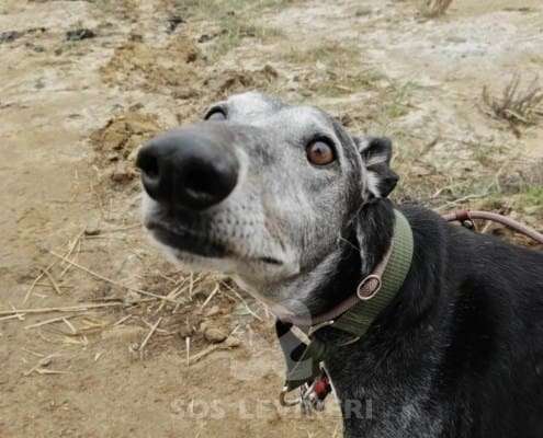 Rico-Galgo_11 Rico-Galgo