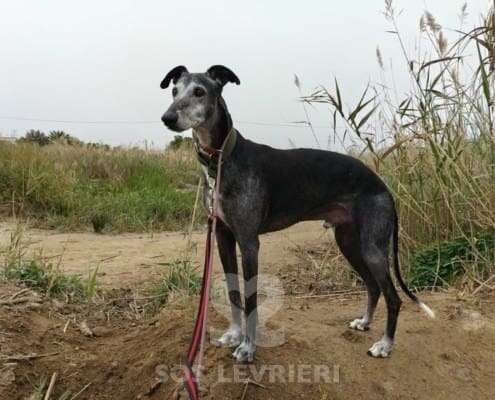 Rico-Galgo_12 Rico-Galgo