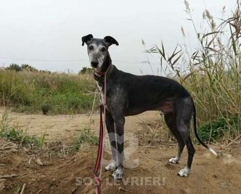 Rico-Galgo_13 Rico-Galgo