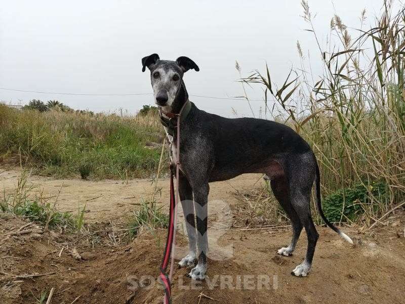 Rico-Galgo_13 Rico-Galgo