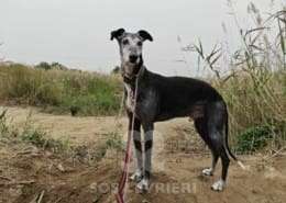 Rico-Galgo