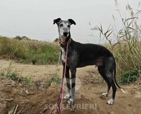 Rico-Galgo_14 Rico-Galgo