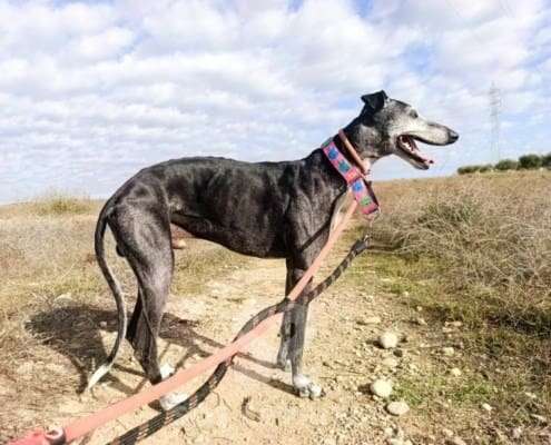 Rico-Galgo_15 Rico-Galgo