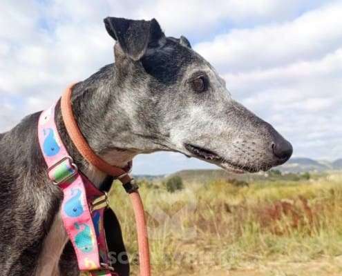 Rico-Galgo_16 Rico-Galgo