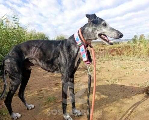 Rico-Galgo_17 Rico-Galgo