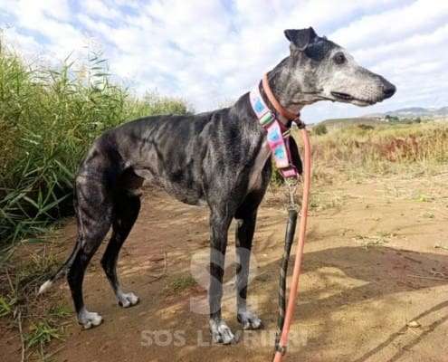 Rico-Galgo_18 Rico-Galgo